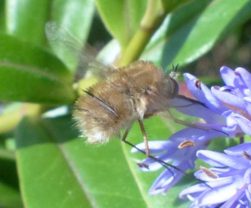 Bombylius sp.