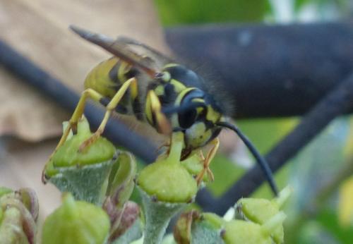 Vespula germanica