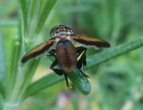 Trichopoda pictipennis