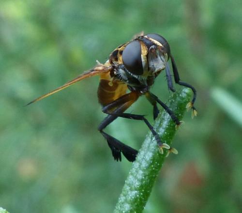 Réf. 191 821 : Trichopoda pictipennis