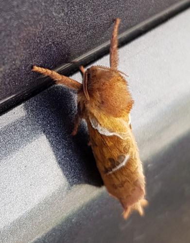 Triodia sylvina