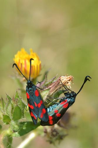 Réf. 191 932 : Zygaena filipendulae