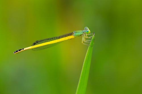 Réf. 191 842 : Ceriagrion melanurum