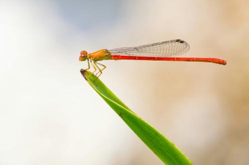 Réf. 191 845 : Ceriagrion nipponicum