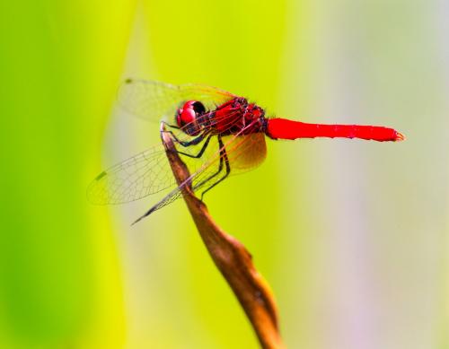 Nannophya pygmaea