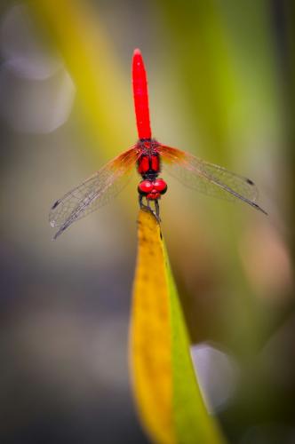 Nannophya pygmaea