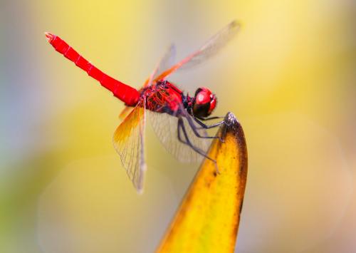 Nannophya pygmaea