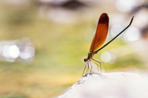 Réf. 191 910 : Calopteryx cornelia