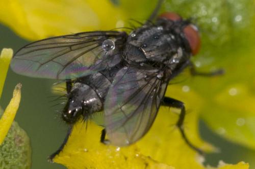 Sarcophaga sp.