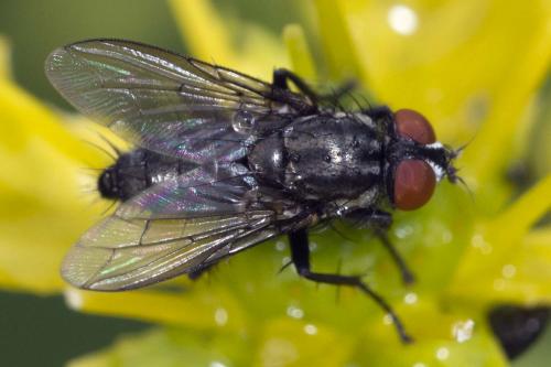 Sarcophaga sp.