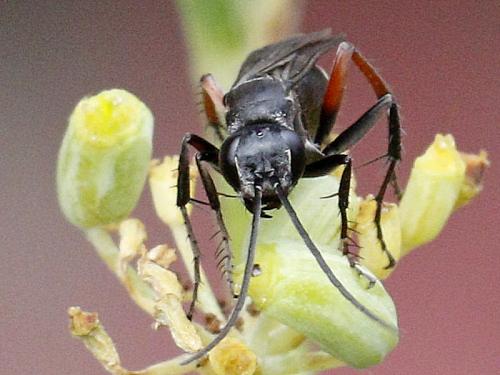 Episyron rufipes