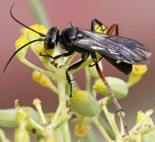 Episyron rufipes