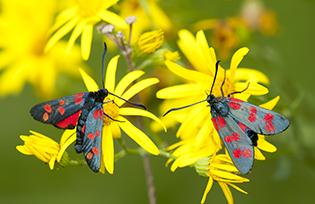 Zygaena sp.