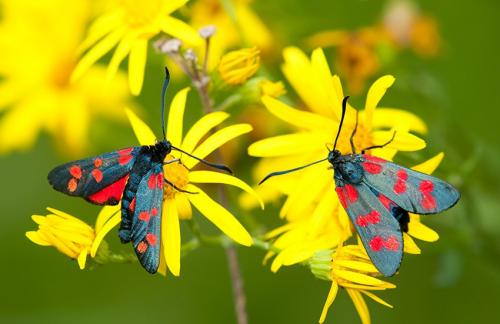Réf. 191 954 : Zygaena sp.