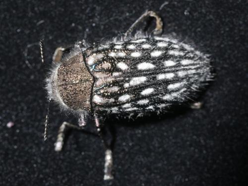 Réf. 191 251 : Julodis onopordi