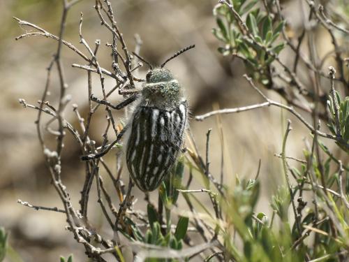 Julodis onopordi sommeri