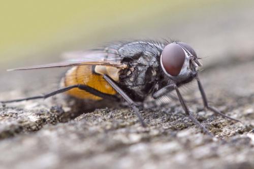 Musca larvipara