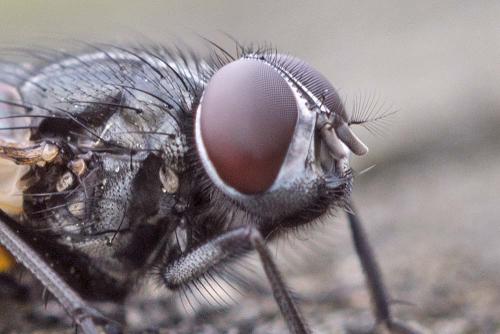 Musca larvipara