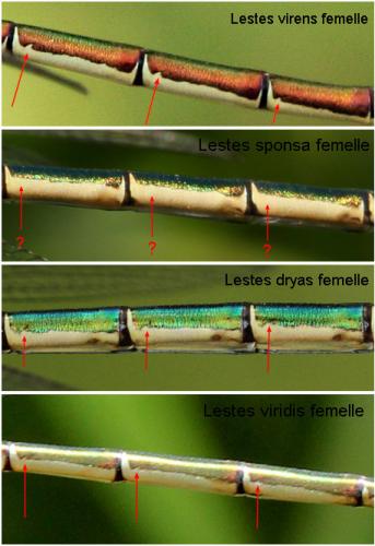 Lestes divers