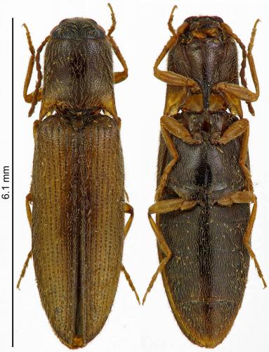 Agriotes acuminatus