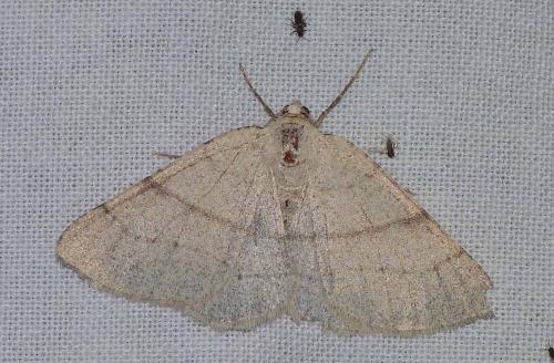 Réf. 191 810 : Adactylotis gesticularia