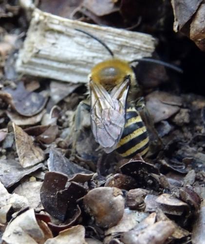 Colletes sp.