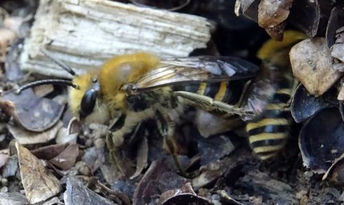 Colletes sp.