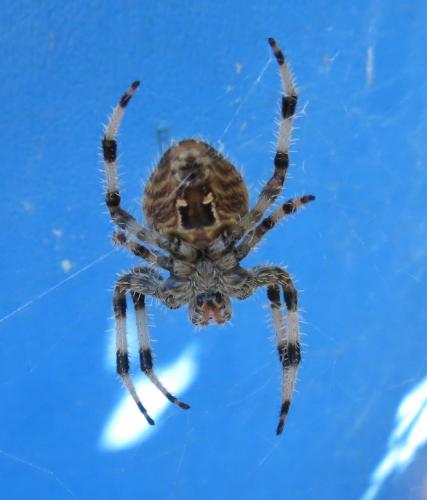Réf. 191 323 : Araneus pallidus