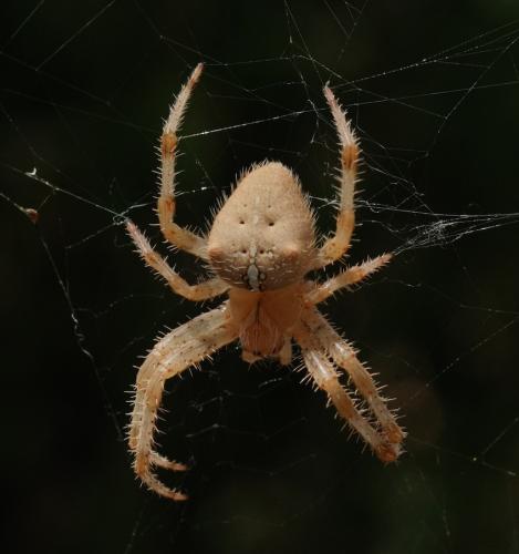 Réf. 191 318 : Araneus pallidus