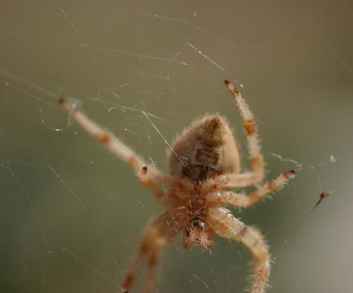 Réf. 191 319 : Araneus pallidus