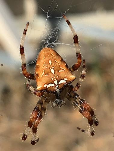 Réf. 191 320 : Araneus pallidus