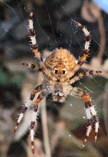 Réf. 191 321 : Araneus pallidus