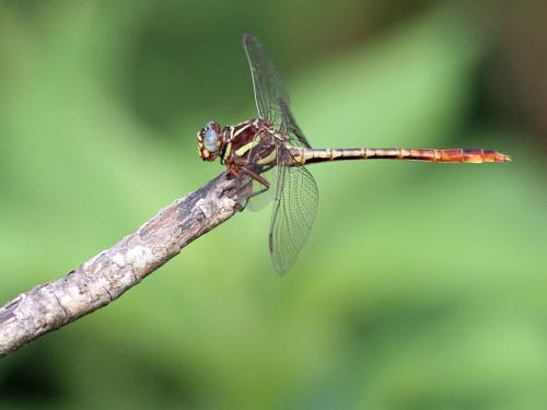 Aphylla williamsoni