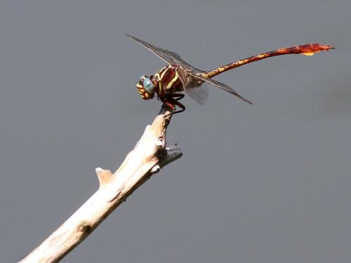 Aphylla williamsoni