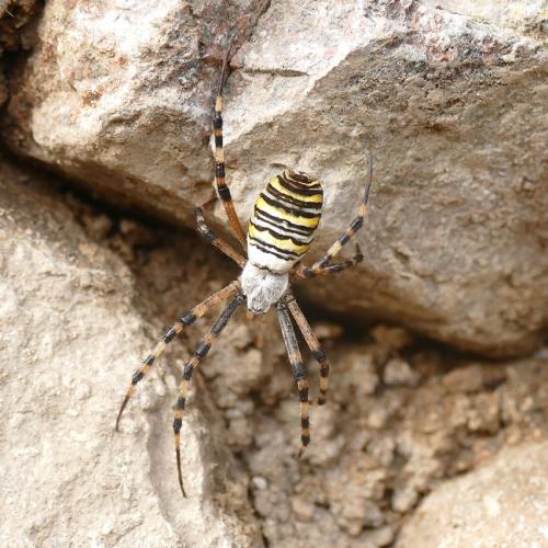 Argiope bruennichi