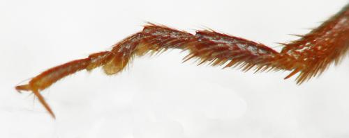 Athous bicolor