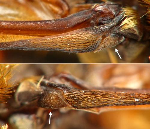 Philipomyia aprica