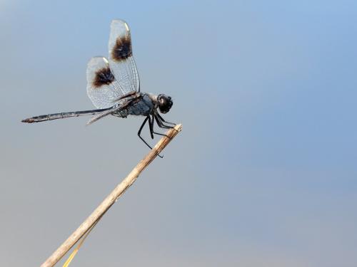Brachymesia gravida