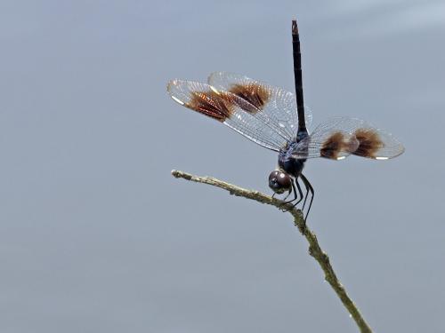 Brachymesia gravida