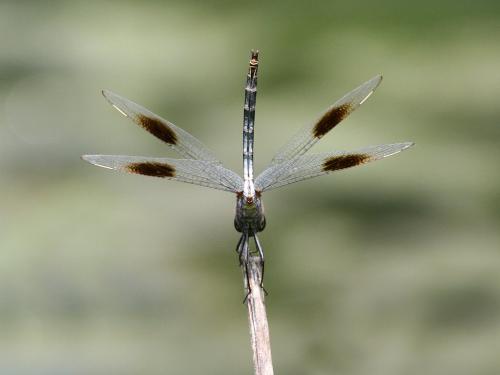 Brachymesia gravida