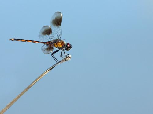 Brachymesia gravida