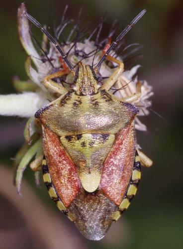 Réf. 191 591 : Carpocoris purpureipennis