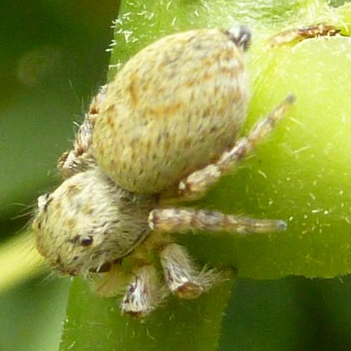 Carrhotus xanthogramma