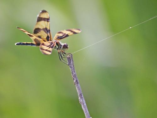 Celithemis eponina