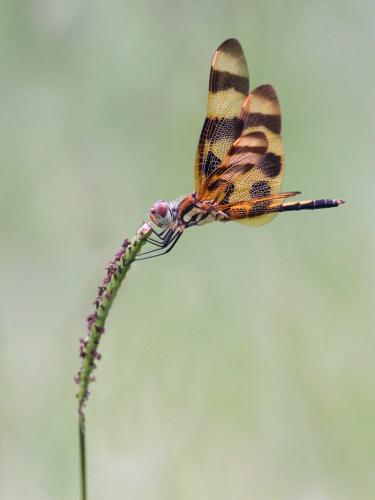 Celithemis eponina
