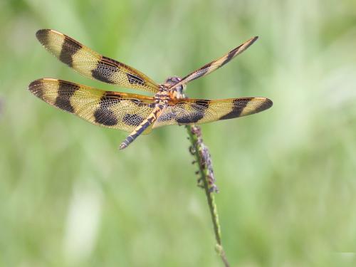Celithemis eponina