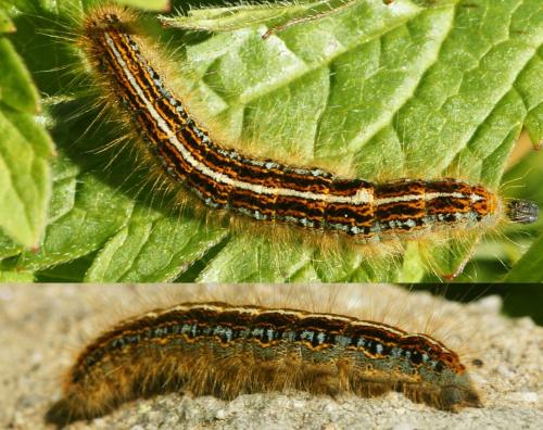 Réf. 191 239 : Malacosoma sp.