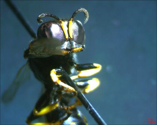 Ectemnius lituratus