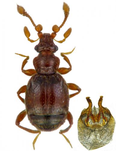 Réf. 191 464 : Bryaxis collaris