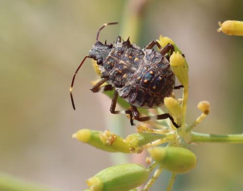 Réf. 191 526 : Halyomorpha halys